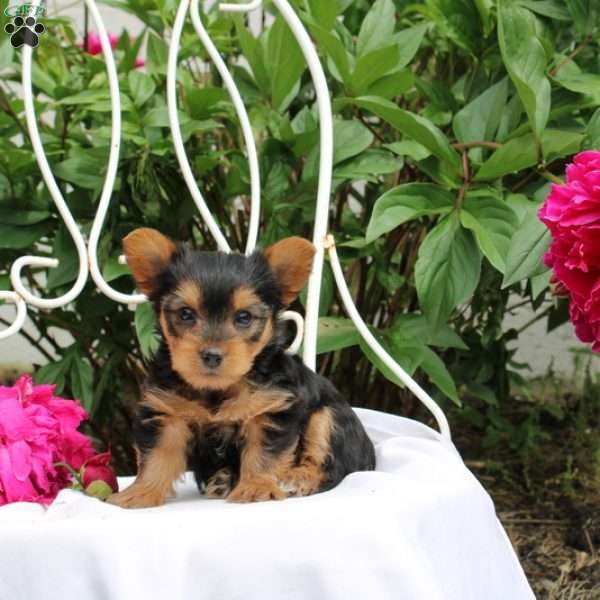 Lily, Yorkie Puppy